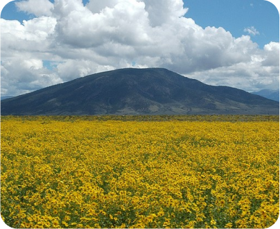 beautiful mountainside planted with yellow color and in the distance a giant dark-colored mountain