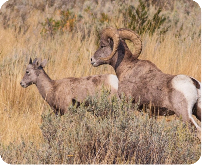 two goats running on a tall pasture in a wild environment